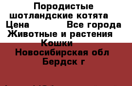 Породистые шотландские котята. › Цена ­ 5 000 - Все города Животные и растения » Кошки   . Новосибирская обл.,Бердск г.